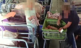 农村杀猪视频,传统习俗与现代生活的碰撞