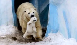 动物视频,捕捉自然之美瞬间